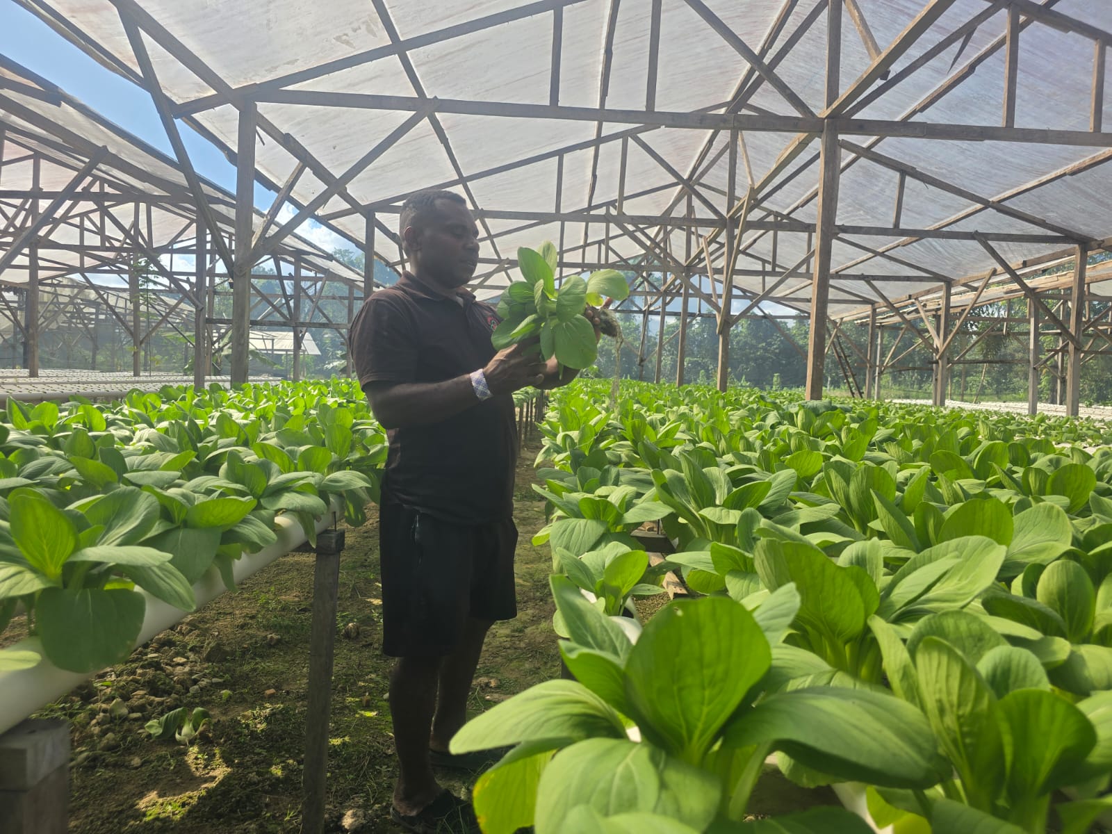 Secara Swadaya, Pemuda Kwamki Narama Bangun 5 Greenhouse Hidroponik dan Ciptakan Lapangan Kerja