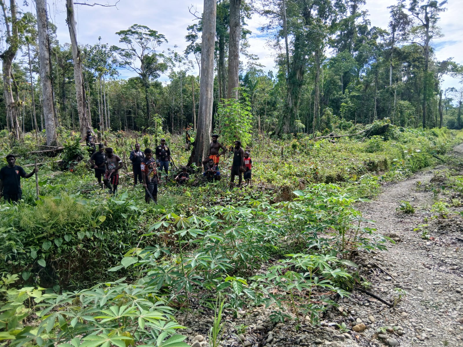 Warga Kampung Utikini Satu saat menanam bibit nenas 