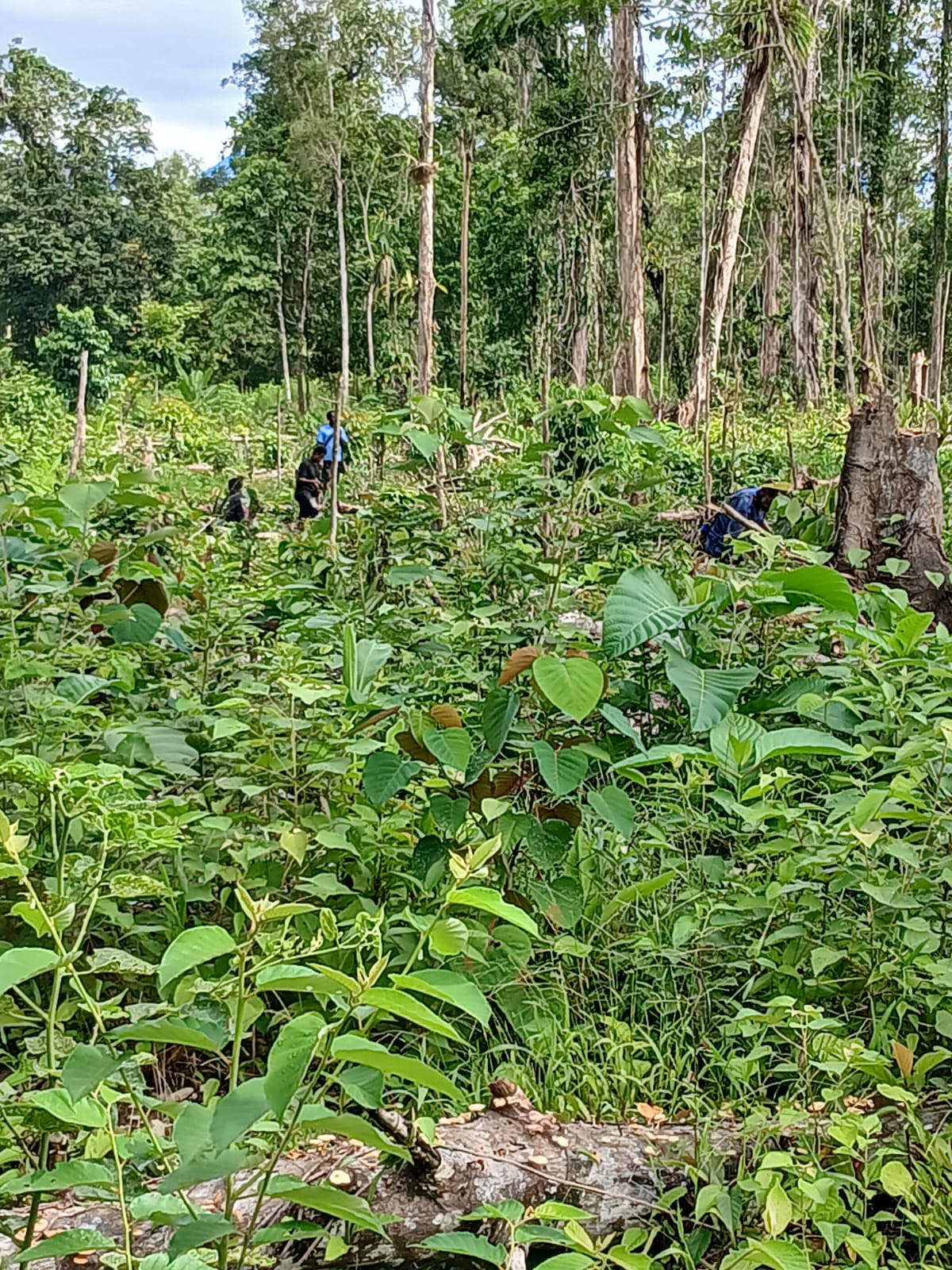Warga Kampung Utikini Satu saat menanam bibit nenas 