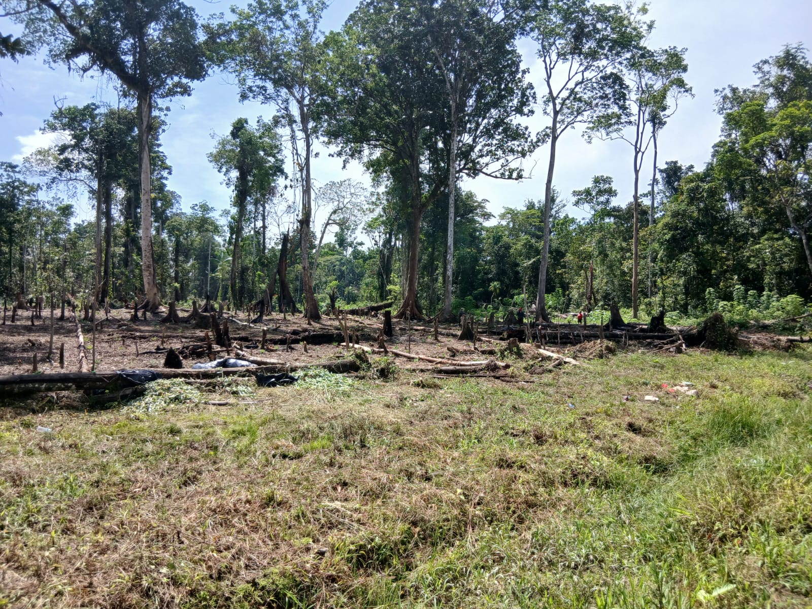 Lahan yang sudah selesai dibersihkan untuk menanam bibit nenas 