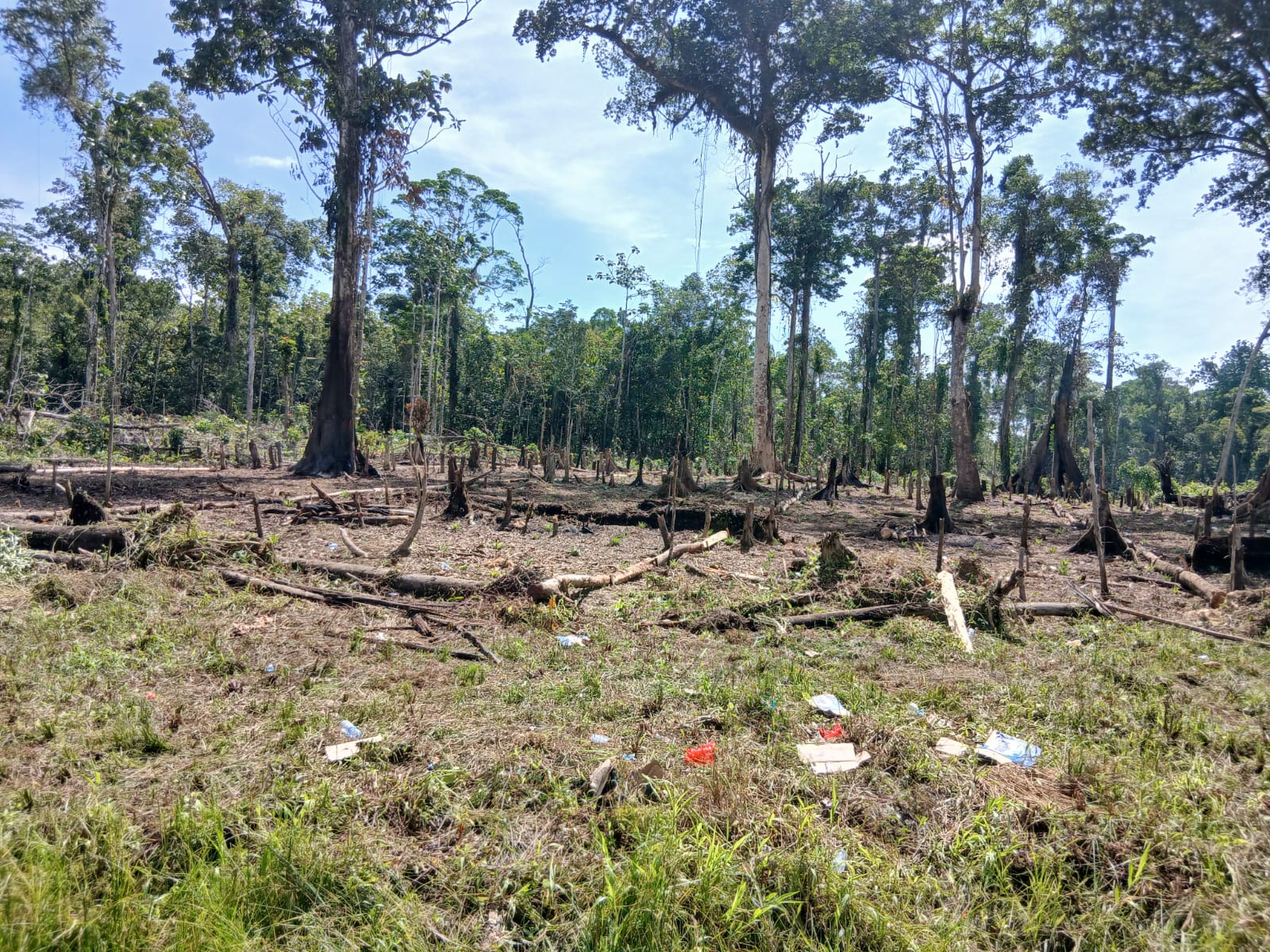Warga Kampung Utikini Satu saat membersihkan lahan untuk menanam bibit nenas 