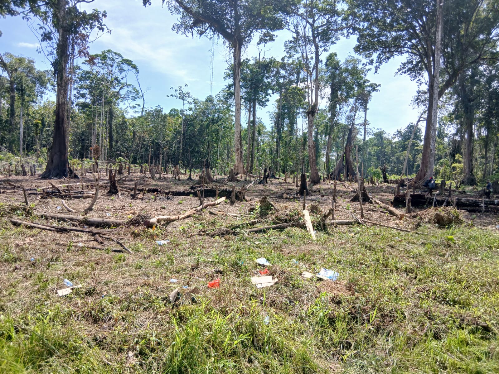 Warga Kampung Utikini Satu saat membersihkan lahan untuk menanam bibit nenas 